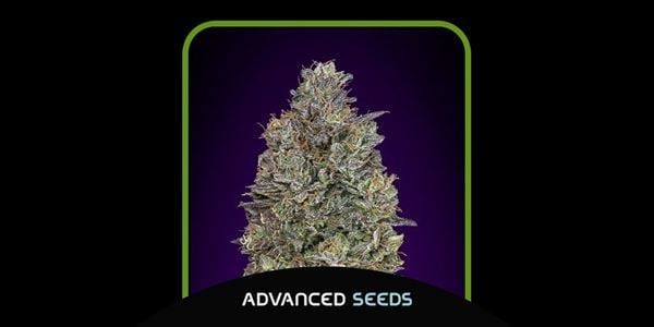 Advanced Critical Purple Kush Best 2024 strains