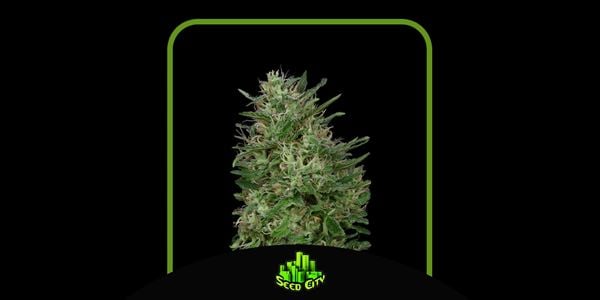 Top Green Crack Seeds in 2024 Seed City