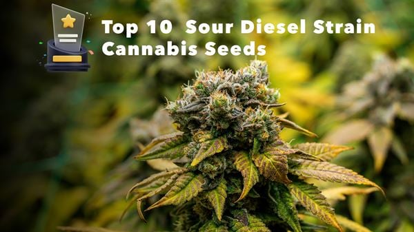 Top Sour Diesel Seeds in 2024