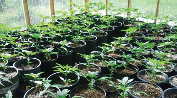 Best Cannabis Seed Breeders
