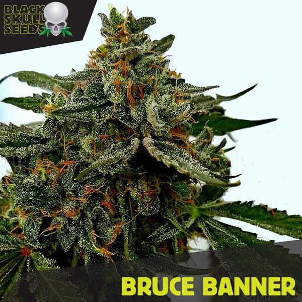 Bruce Banner Blackskull Seeds for Sale