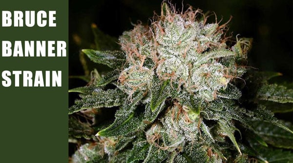 Bruce Banner Top Cannabis Seeds 2024