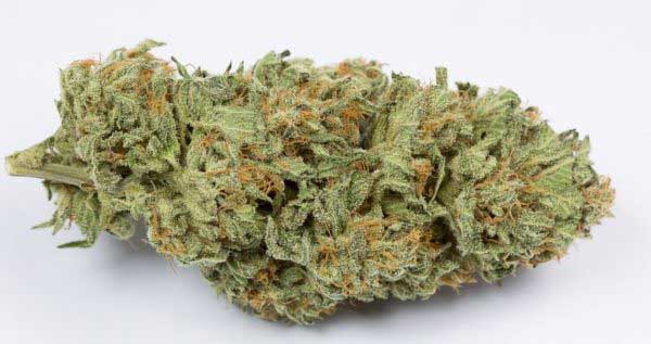 Bubble Kush Best 2024 Cannabis Seeds