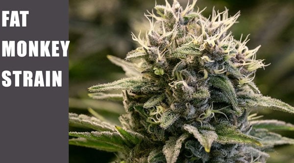 Finest 2024 Cannabis Seeds - fat-monkey-strain.jpg