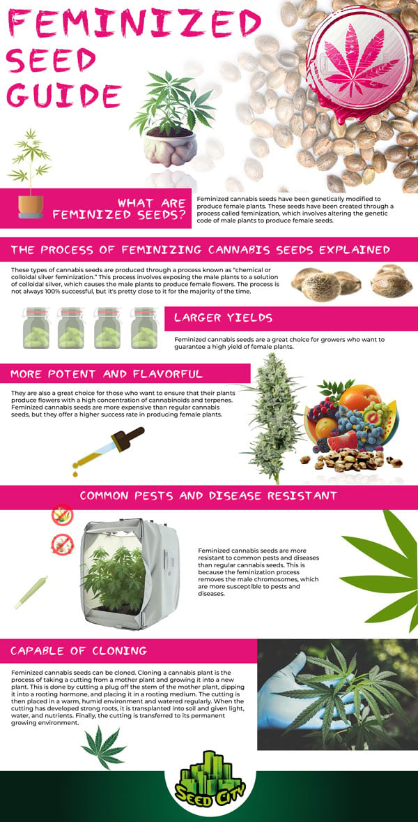 Feminized Seeds Guide Infographic
