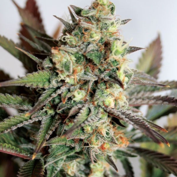 Girl Scout Cookies Cannabis Seeds USA