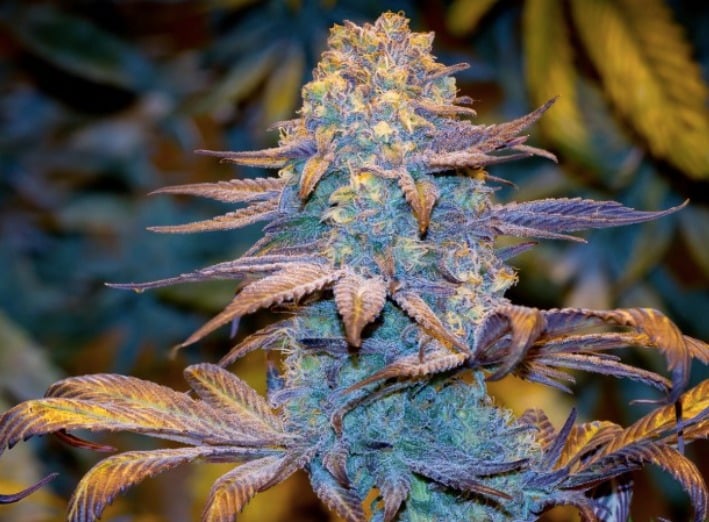 Grand Daddy Purple Seeds for Sale 