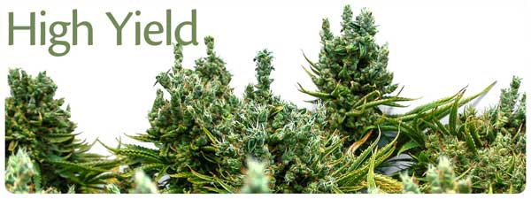 High Yielding Marijuana Seeds