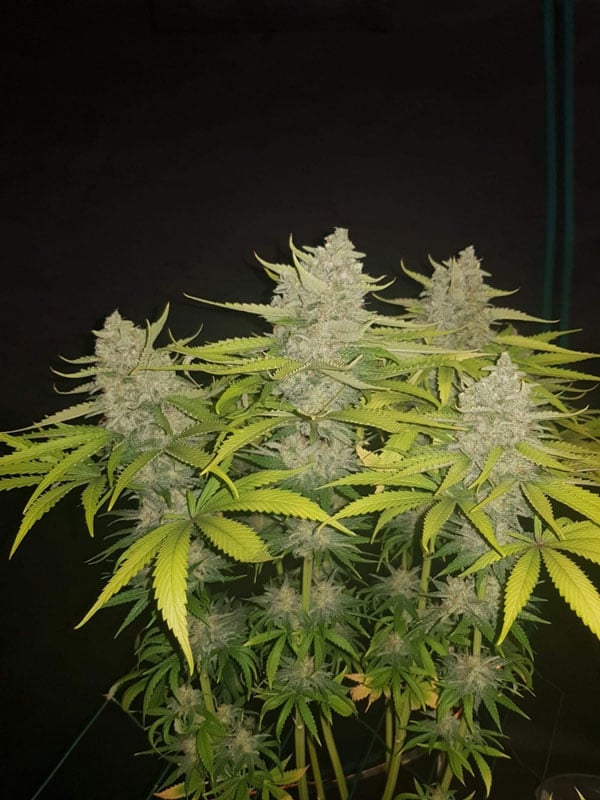 Hulkberry Marijuana Seeds USA