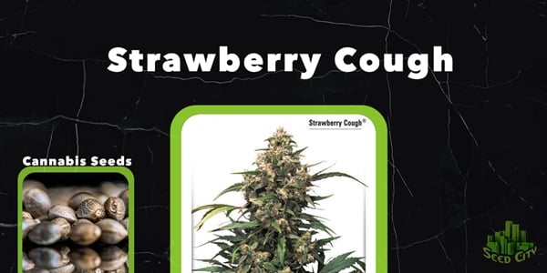 Strawberry Cough Best Feminized Strains 