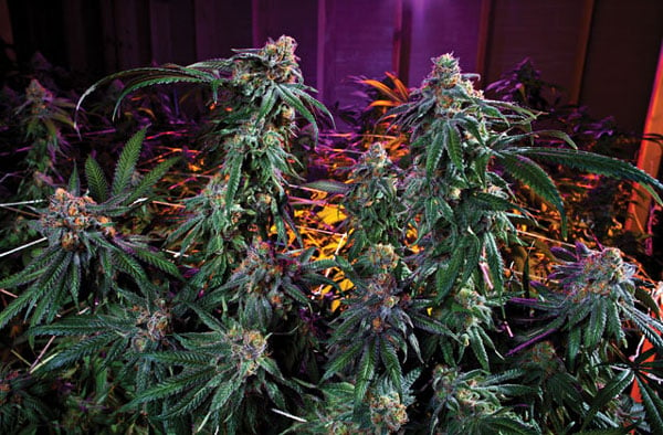 Kens Grand Daddy Purple Seeds For Sale