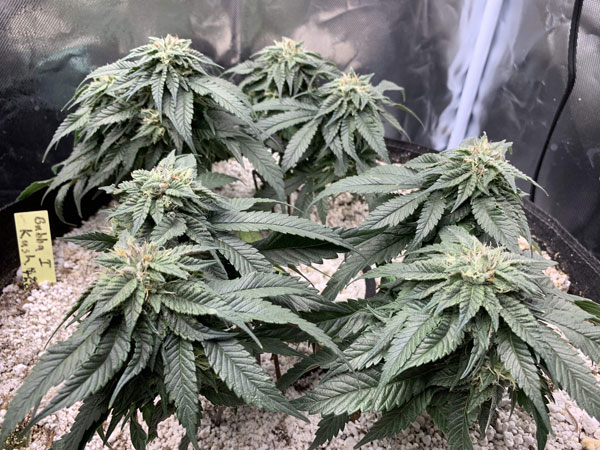 King Bubba Michigan Cannabis Seeds