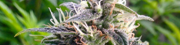 Northern Lights Cannabis Seeds For Sale
