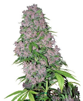 Purple Bud by White Label Seeds