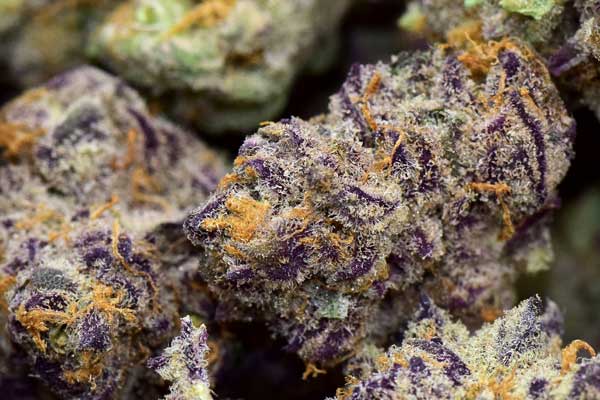 Purple Punch Seeds For Sale
