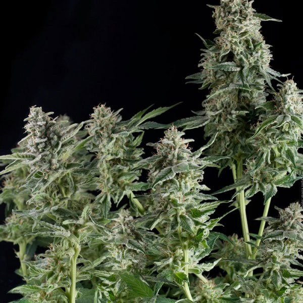 Pyramid Northern Lights Seeds For Sale