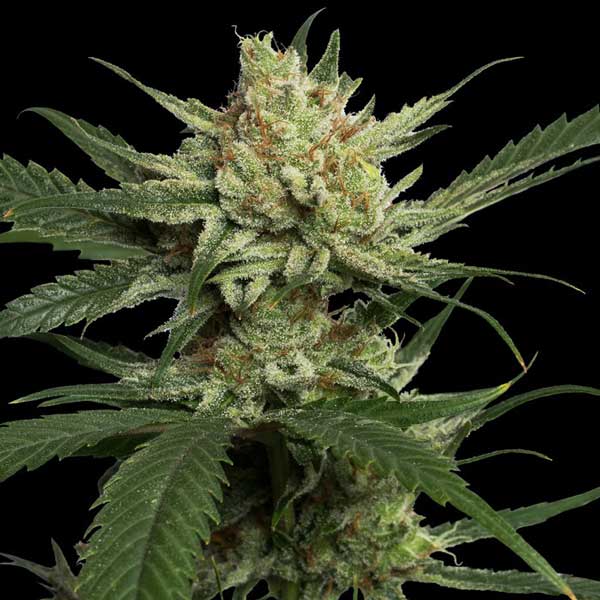 Best 2024 Weed Seeds Strawberry Banana