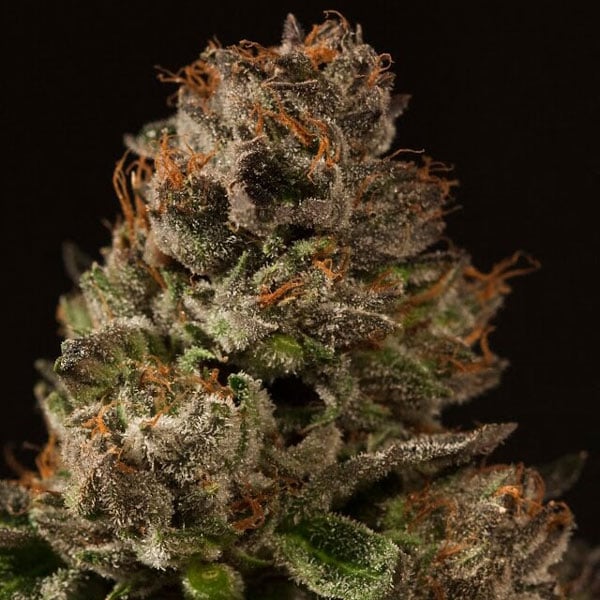 Strawberry Sour Diesel Seeds For Sale