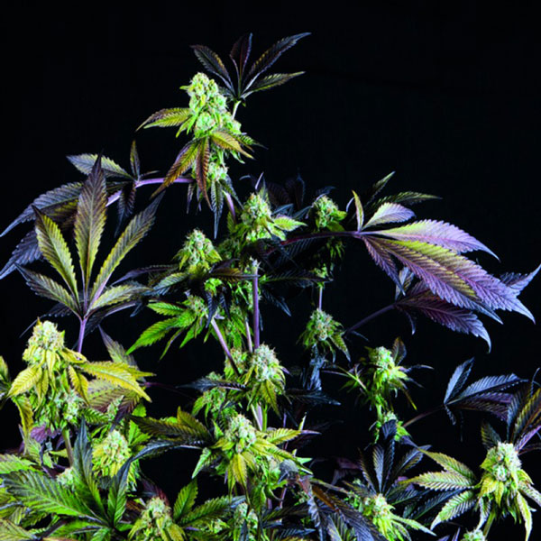 Sunset Sherbert Cannabis seeds