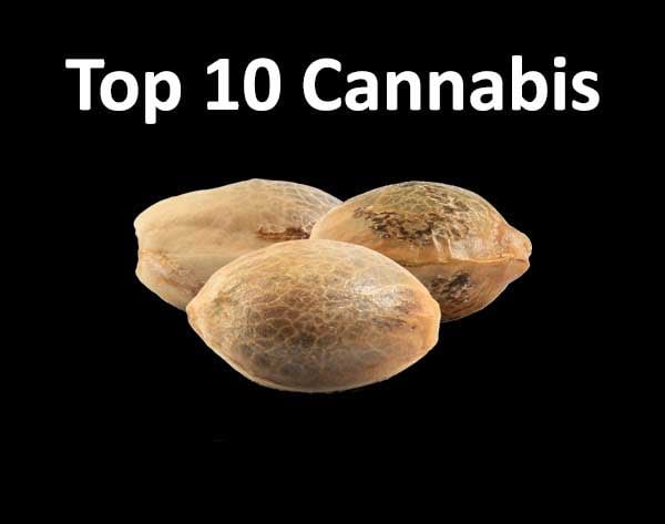Top 10 Best Weed Seeds in 2024