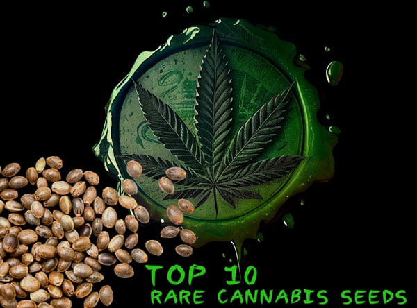 Top 10 Rarest Cannabis Seeds to buy in 2024
