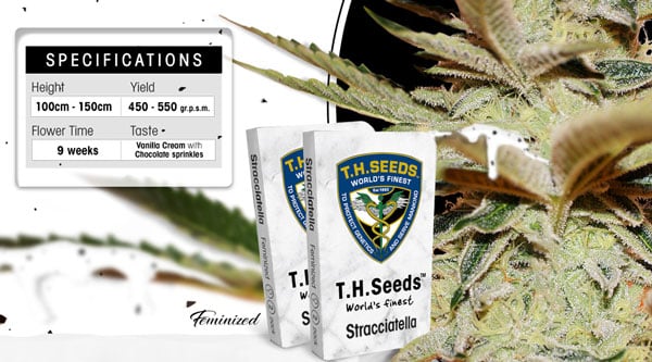 Top Cannabis Seed Brands - TH Seeds