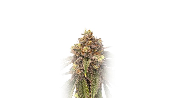 Best Runtz Cannabis Strains - Pink Runtz