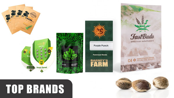 Top Cannabis Seed Brands in 2024