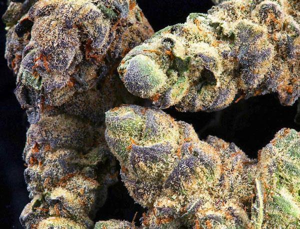 The Top 20 Best Marijuana Seeds for Sale