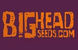 Big Head Seeds