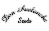 Don Avalanche Seeds