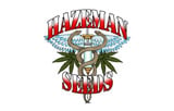HazeMan Seeds