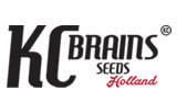 KC Brains