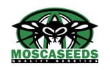 Mosca Seeds