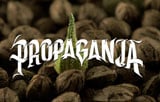 Propaganja Seeds