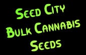 Graine Ville de cannabis en vrac Graines