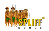 Spliff Seeds