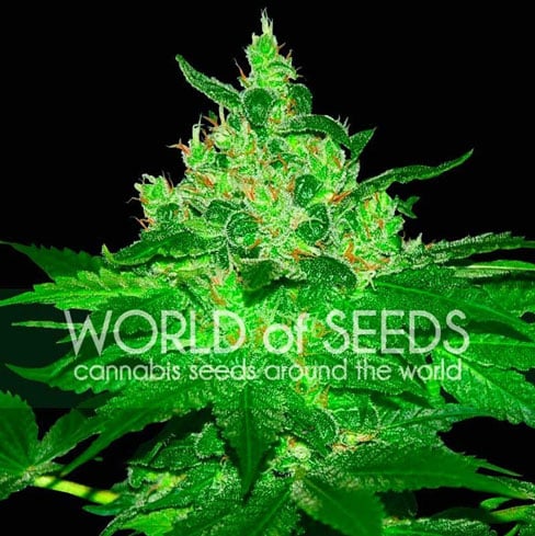 阿富汗庫什 -  World of Seeds