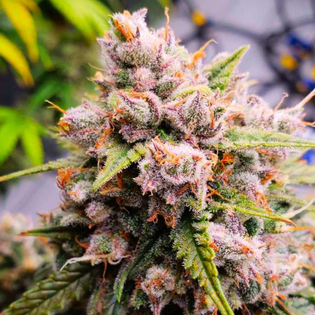 SALE - Aurora Indica Autoflower - Nirvana Seeds Cannabis Seeds