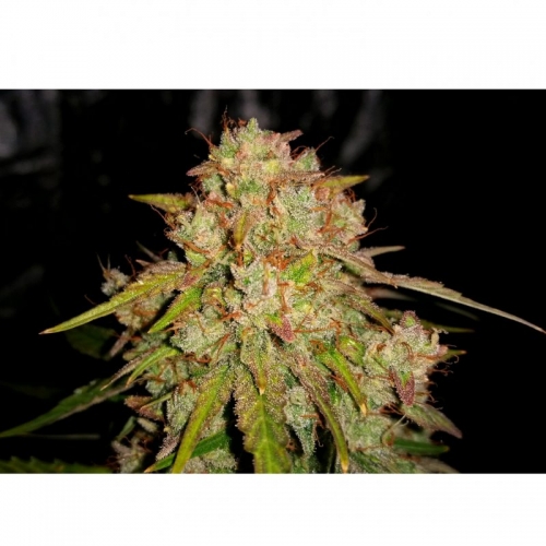 Auto Jedi Kush Cannabis Seeds by Short Stuff Seeds