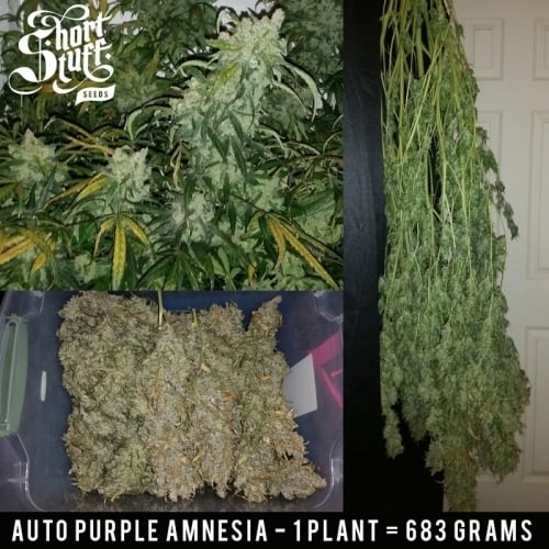 Auto Purple Amnesia - Short Stuff Seeds