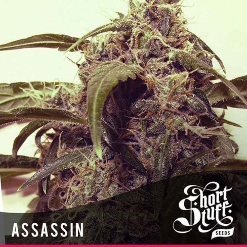 Auto Assassin By Short Stuff Seeds From Seed City