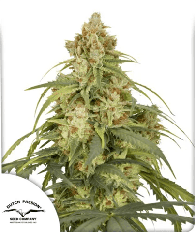 Auto CBD-Victory Cannabis Seeds