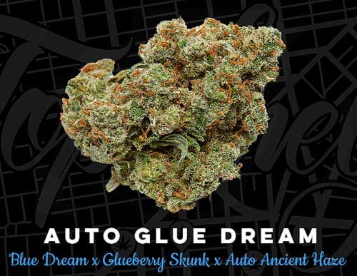 Auto Glue Dream - Top Shelf Elite Seeds