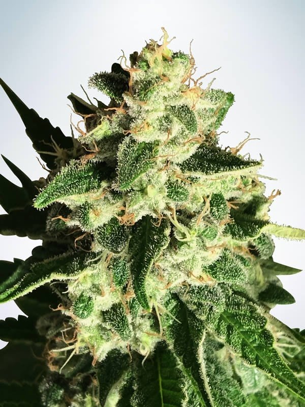 Auto God S Glue By Ministry Of Cannabis From Seed City