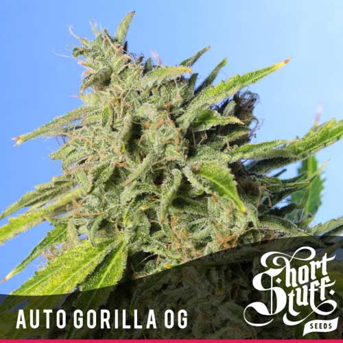 Auto Gorilla OG - Short Stuff Seeds
