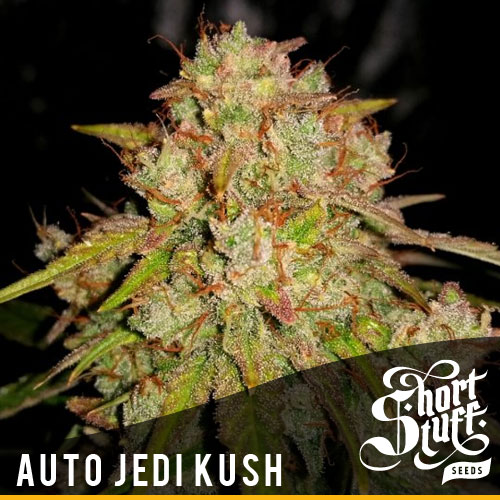 Auto Jedi Kush - Short Stuff Seeds