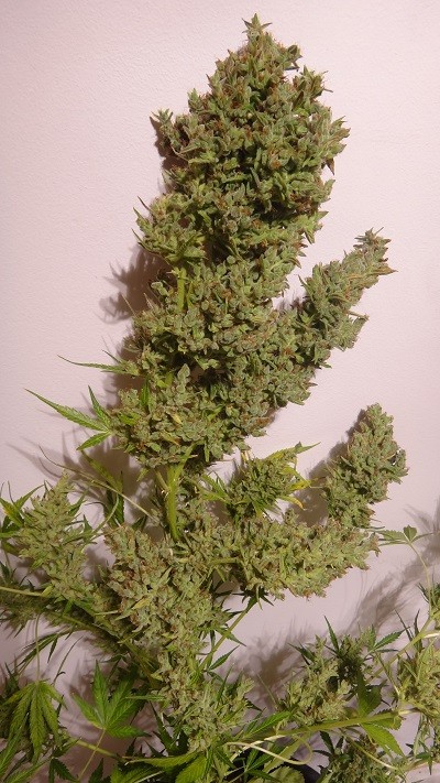 Auto Malawi x NL Cannabis Seeds