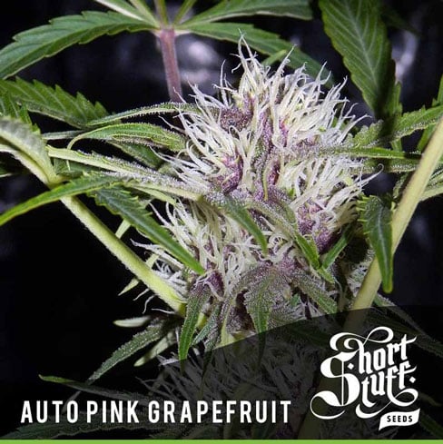 Auto Pink Grapefruit - Short Stuff Seeds