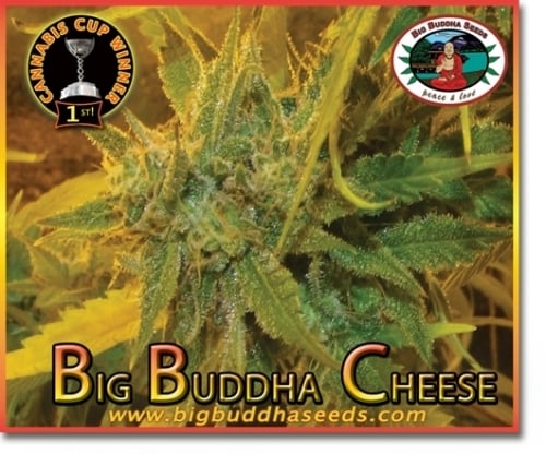 大きな仏チーズ -  Big Buddha Seeds